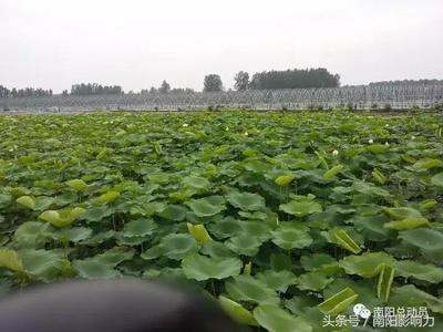 南阳农业局,旅游局倾心推荐&ldquo;万亩生态园&rdquo;旅游线路震撼出炉!