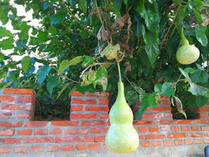 国庆放假去哪玩 宝丰生态园瓜果飘香等你来