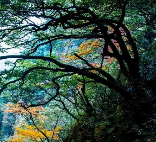 感恩之旅 安福羊狮慕 科隆生态园精品纯玩二日游