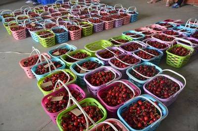 健康农产品陕西行走进铜川神农大樱桃生态园纪实