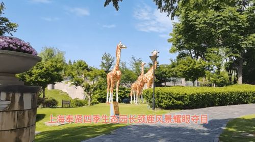 上海奉贤四季生态园长颈鹿风景耀眼夺目