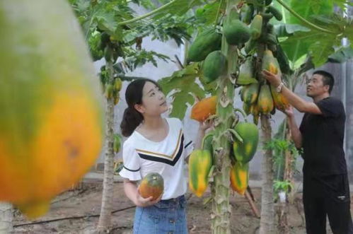 淄博淄川 山东欣泽顺富硒生态园，南果北种绘就乡村振兴的‘硒’望画卷