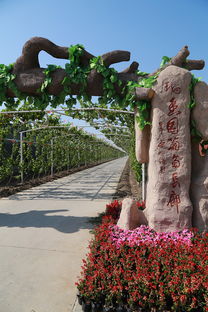 葡萄熟啦！快来创新农业生态园体验采摘乐趣