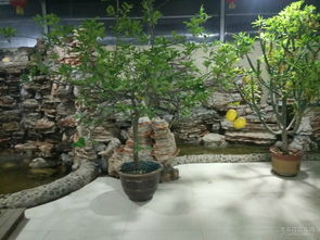 平安夜自驾生态园联欢 一场与自然共舞的节日盛宴