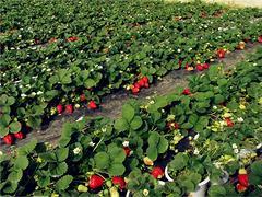 优质有机采摘园在山东 生态旅游的热门目的地