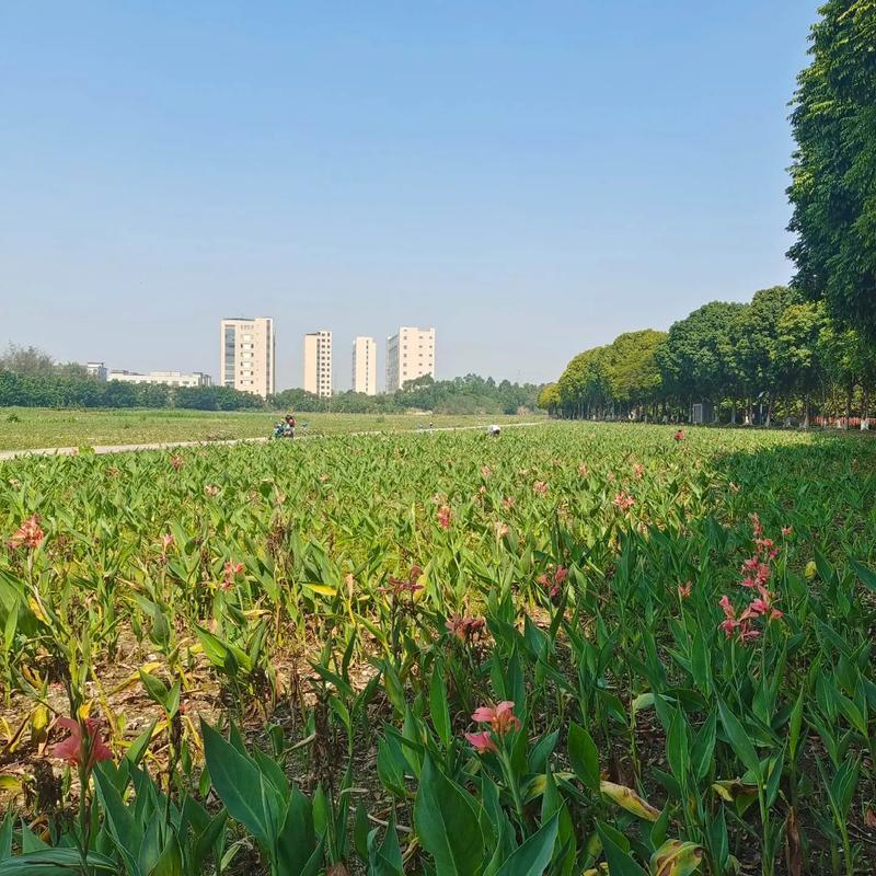 东莞生态园 都市绿肺，自然与科技交融的休闲胜地