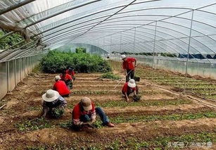 飞跃济南 瞰成就 | 农业篇之六 桃花源农业生态园 绘就都市近郊生态农业新画卷